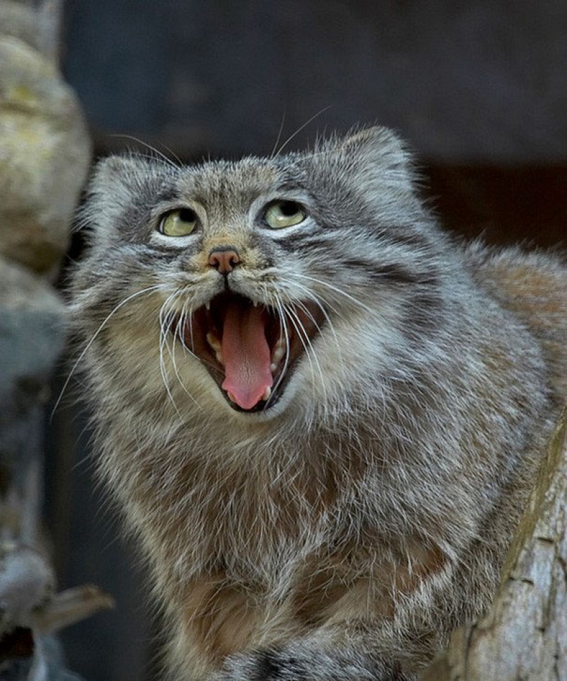 These animals will never become the stars of Animal Planet These animals will never become the stars of Animal Planet