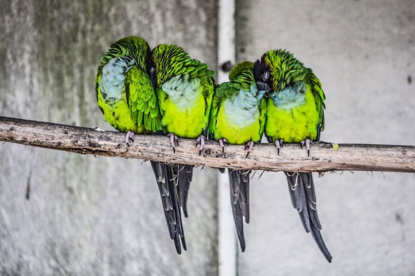 These birds know how to cuddle! Pictolic