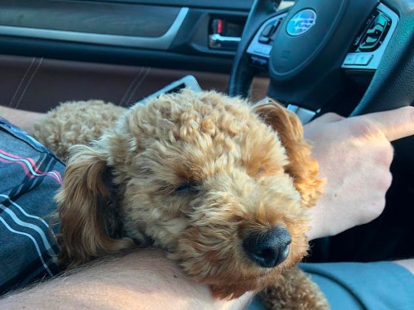 These fathers categorically did not want pets in the house, but something went wrong ... These fathers categorically did not want pets in the house, but something went wrong ...