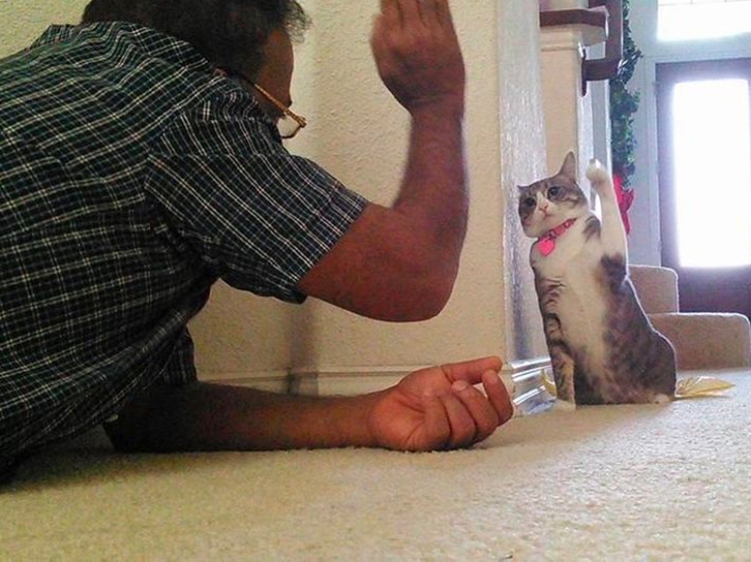 These fathers categorically did not want pets in the house, but something went wrong ... These fathers categorically did not want pets in the house, but something went wrong ...
