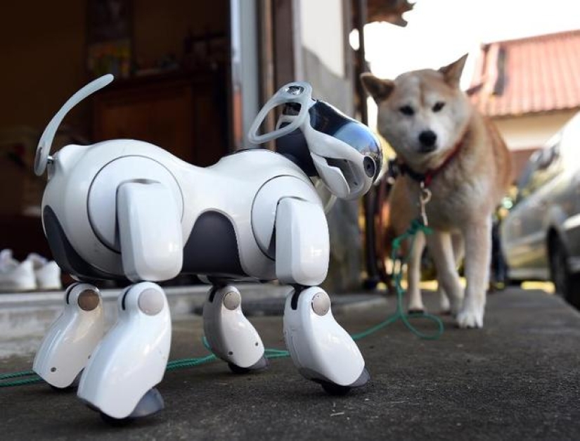 They have a soul: memorial services for robot dogs are held in Japanese temples
