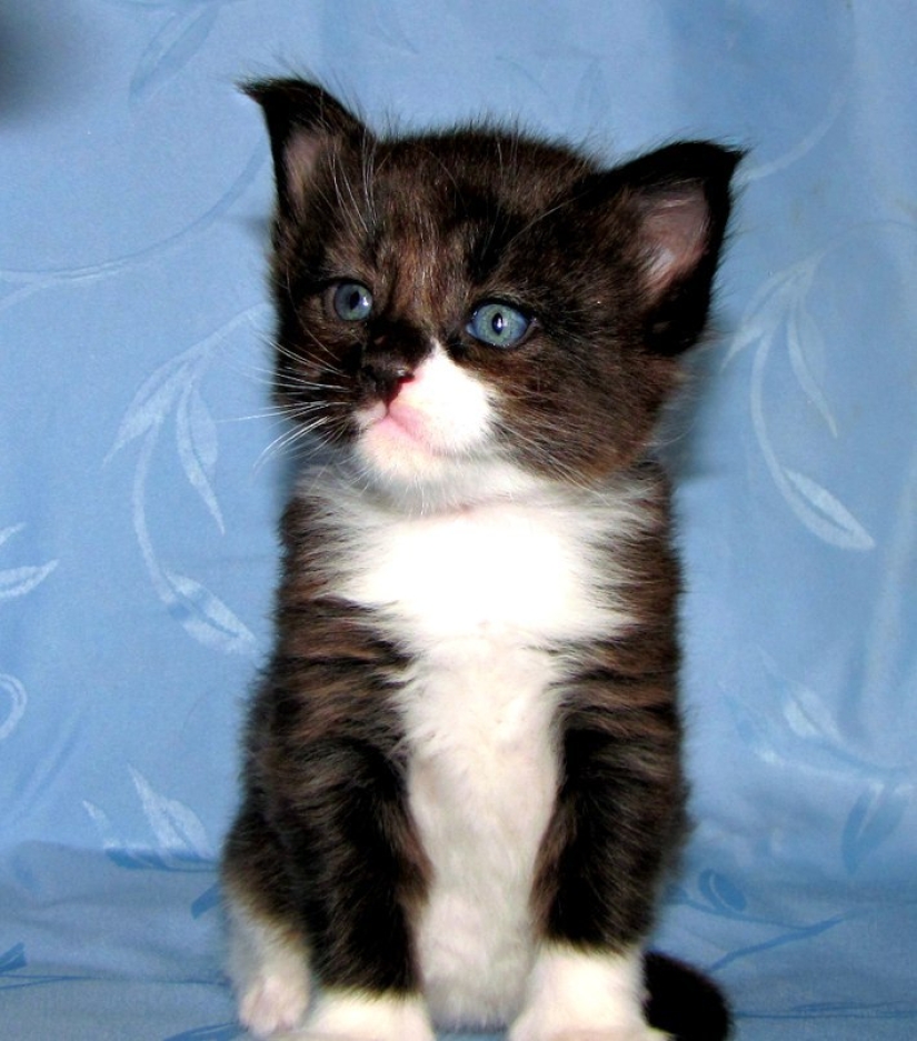 They took a tiny Maine Coon kitten - look at what it became in a year!