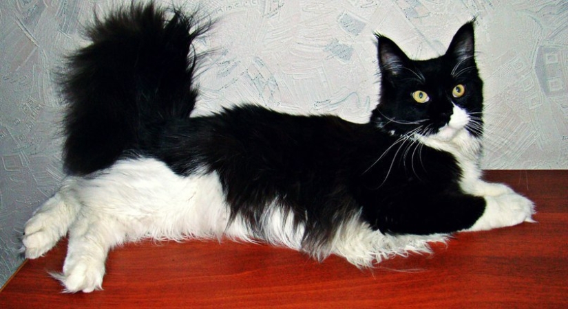 They took a tiny Maine Coon kitten - look at what it became in a year!