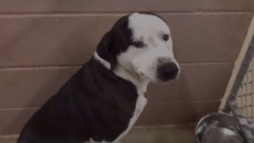 They understand everything: the woman filmed a heartbreaking scene as the reluctant dogs were dragged to euthanasia They understand everything: the woman filmed a heartbreaking scene as the reluctant dogs were dragged to euthanasia