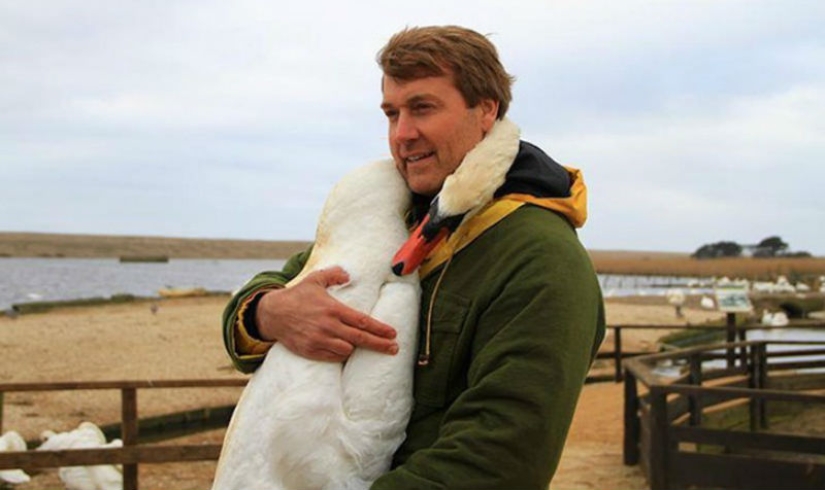 This beautiful swan hugged a man in gratitude for the rescue