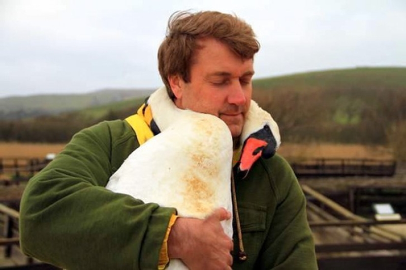 This beautiful swan hugged a man in gratitude for the rescue