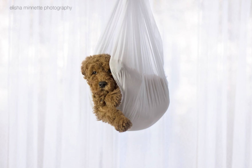 This couple got tired of being asked about children, and arranged a "newborn photo shoot" for their dog This couple got tired of being asked about children, and arranged a "newborn photo shoot" for their dog