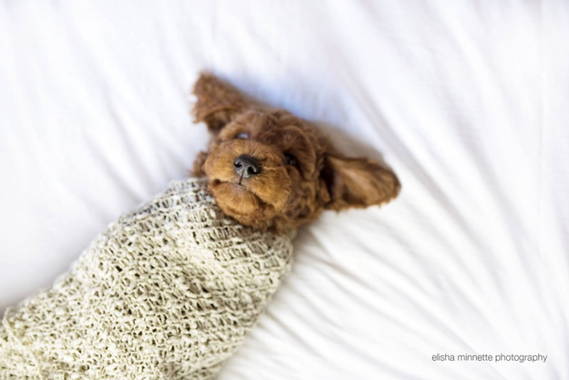 This couple got tired of being asked about children, and arranged a "newborn photo shoot" for their dog This couple got tired of being asked about children, and arranged a "newborn photo shoot" for their dog