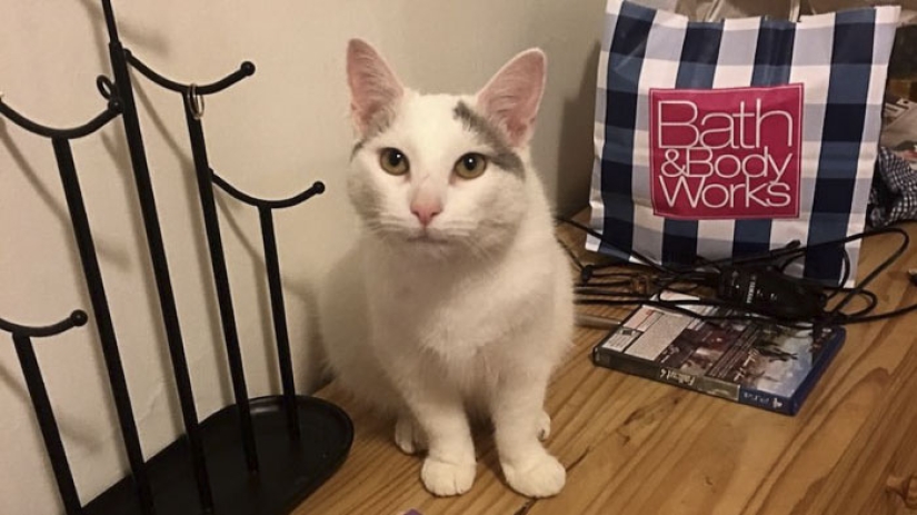 This ninja cat hides in a new place every day, and it's not so easy to find her