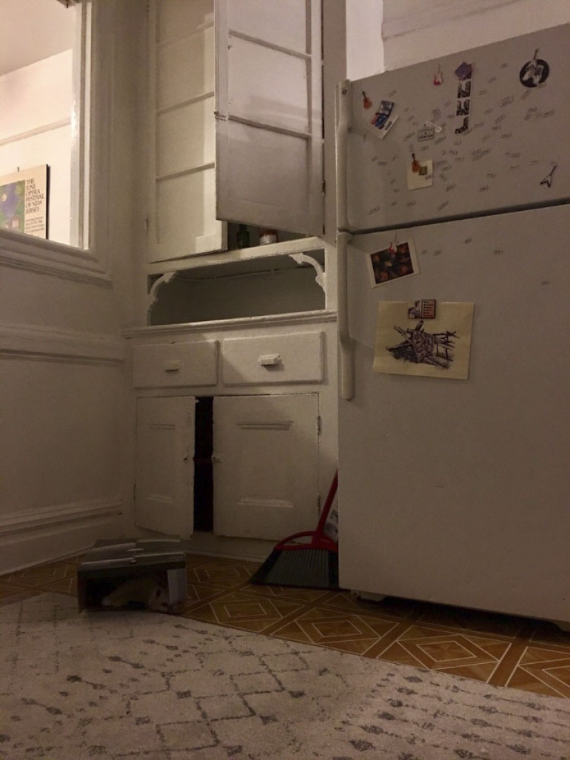This ninja cat hides in a new place every day, and it's not so easy to find her