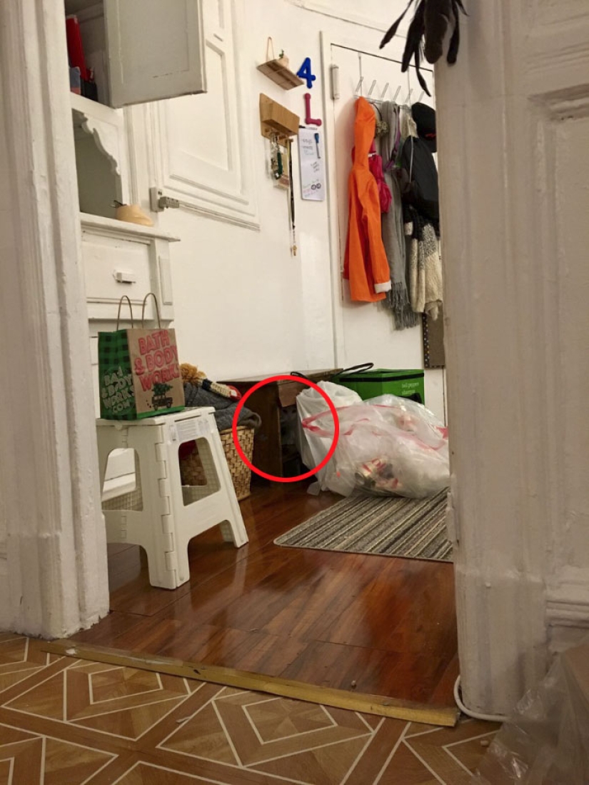 This ninja cat hides in a new place every day, and it's not so easy to find her