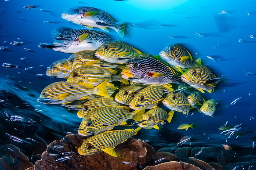 This wonderful underwater world: the best pictures from the Ocean Art Underwater photography contest 2019