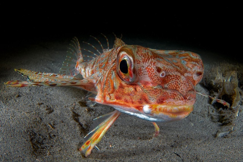 This wonderful underwater world: the best pictures from the Ocean Art Underwater photography contest 2019