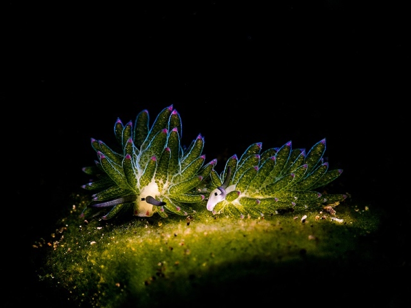 This wonderful underwater world: the best pictures from the Ocean Art Underwater photography contest 2019
