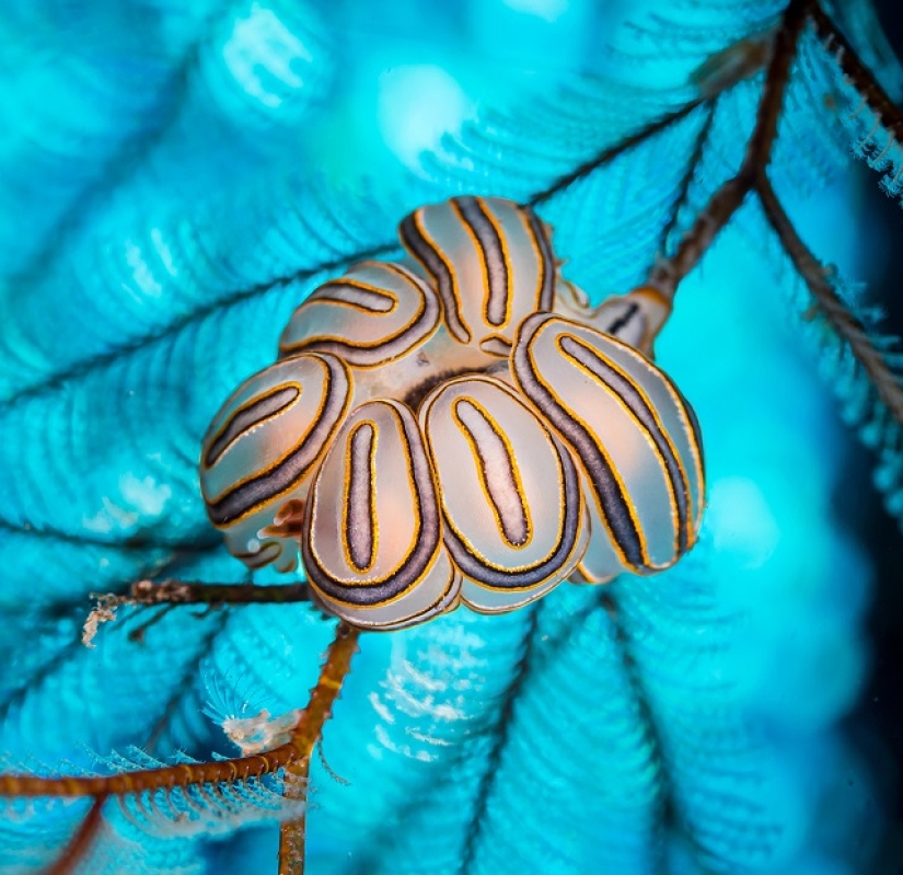 This wonderful underwater world: the best pictures from the Ocean Art Underwater photography contest 2019