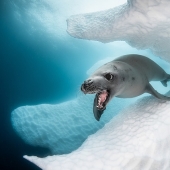 This wonderful underwater world: the best pictures from the Ocean Art Underwater photography contest 2019