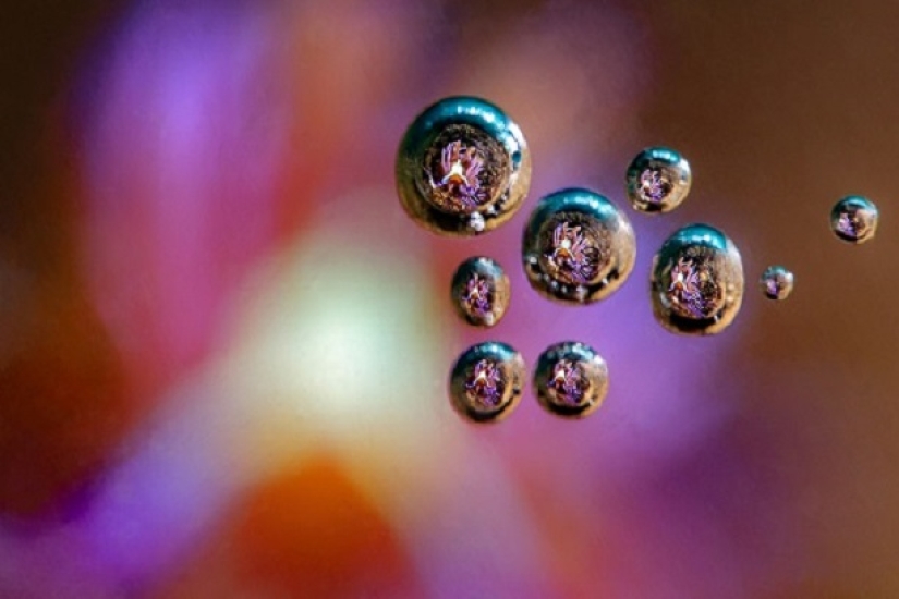 This wonderful underwater world: the best pictures from the Ocean Art Underwater photography contest 2019