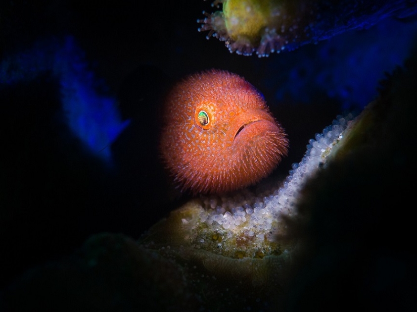 This wonderful underwater world: the best pictures from the Ocean Art Underwater photography contest 2019