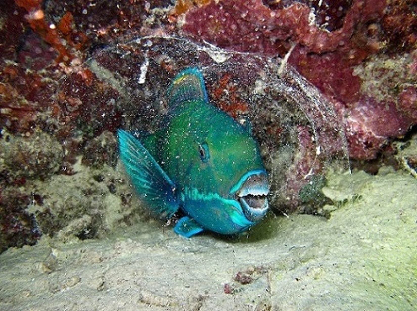 This wonderful underwater world: the best pictures from the Ocean Art Underwater photography contest 2019