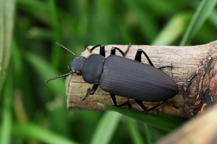 To be a clean planet! Scientists have discovered worms that devour plastic To be a clean planet! Scientists have discovered worms that devour plastic
