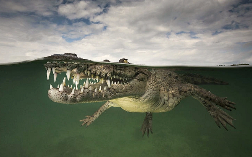 To whom is the wave, to whom is the mother dear