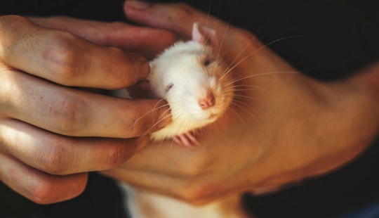 Toda la paleta de emociones en los rostros: las ratas de laboratorio fueron liberadas de las jaulas por primera vez Toda la paleta de emociones en los rostros: las ratas de laboratorio fueron liberadas de las jaulas por primera vez