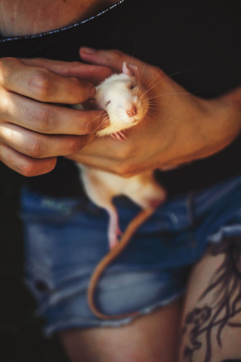 Toda la paleta de emociones en los rostros: las ratas de laboratorio fueron liberadas de las jaulas por primera vez