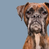 Todas las emociones en el hocico: un proyecto sobre perros, el único