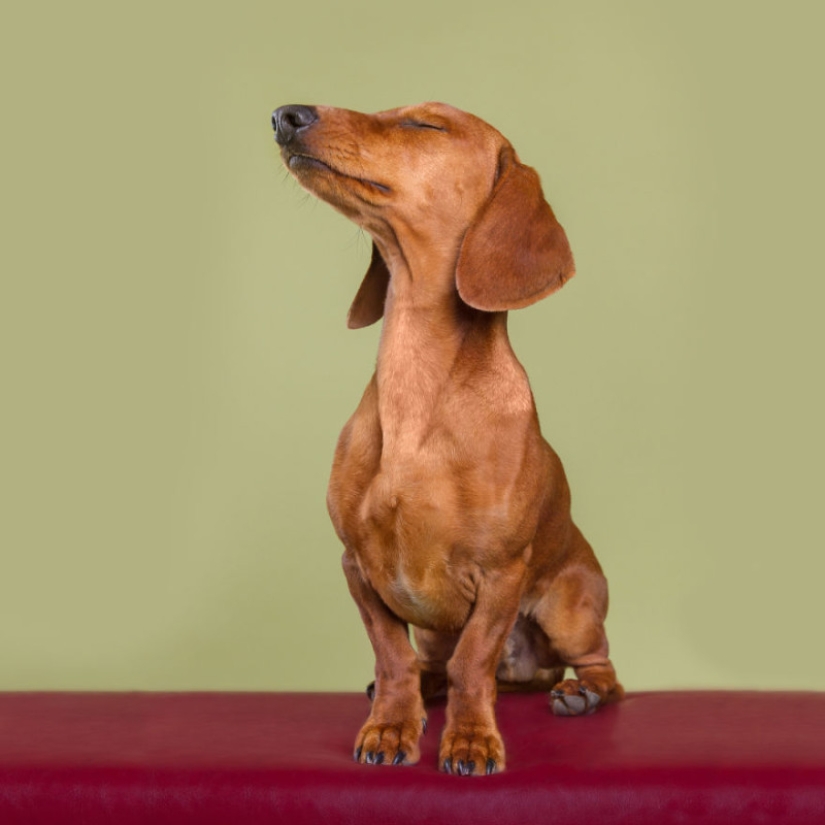 Todas las emociones en el hocico: un proyecto sobre perros, el único