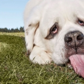 "Todas las golosinas son mías": el perro con la lengua más larga del mundo