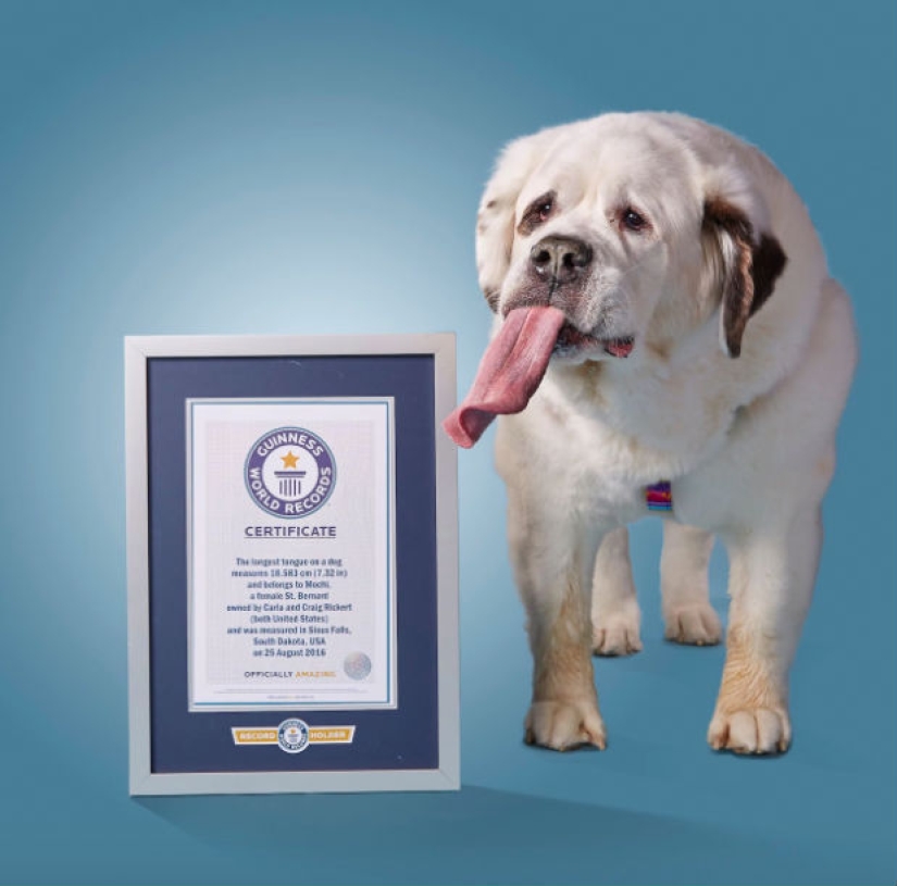 "Todas las golosinas son mías": el perro con la lengua más larga del mundo "Todas las golosinas son mías": el perro con la lengua más larga del mundo