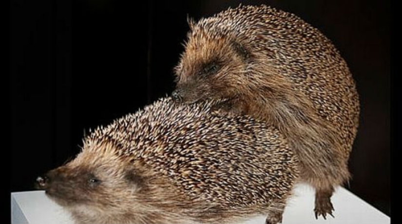 Todo el mundo lo hace — y los animales también Todo el mundo lo hace — y los animales también