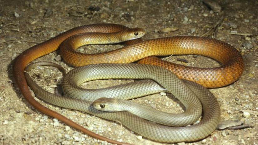 Todo el mundo lo hace — y los animales también Todo el mundo lo hace — y los animales también