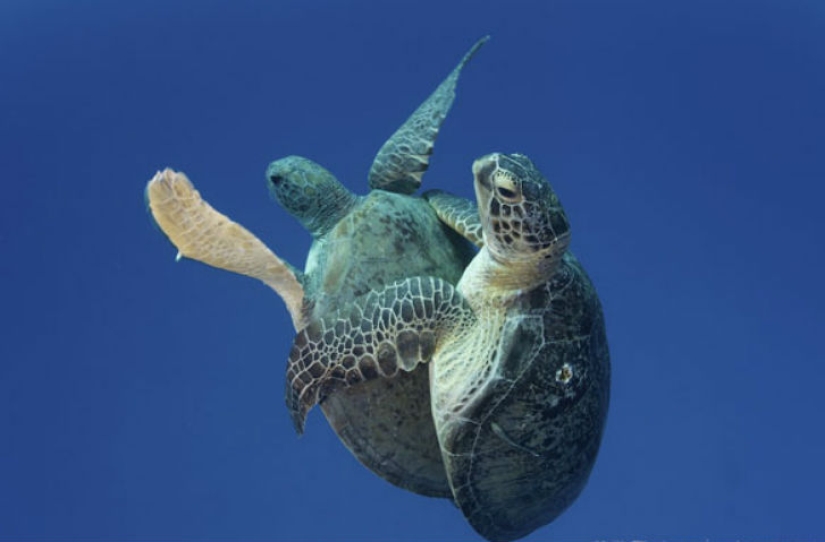 Todo el mundo lo hace — y los animales también Todo el mundo lo hace — y los animales también