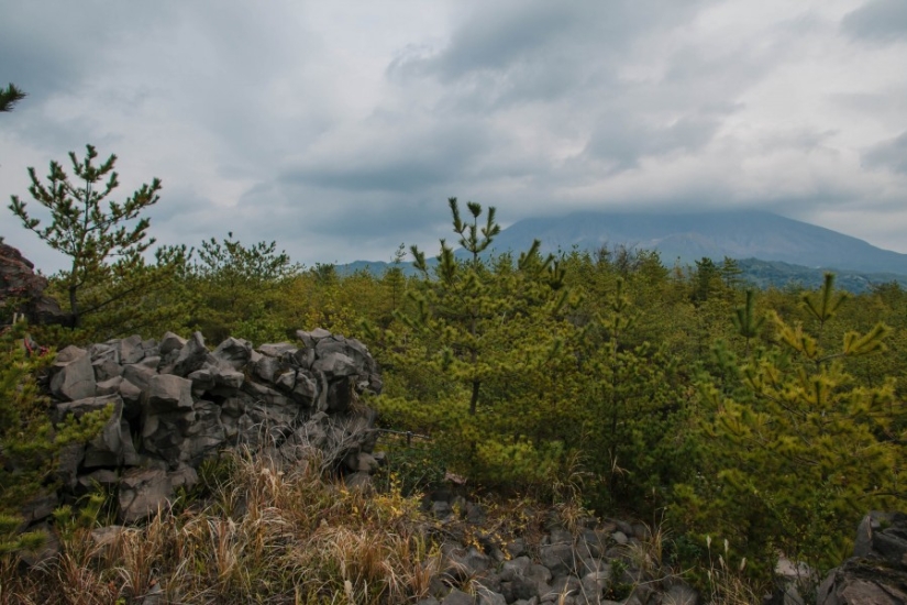 Todo Japón por mil dólares: instrucciones de un viajero profesional
