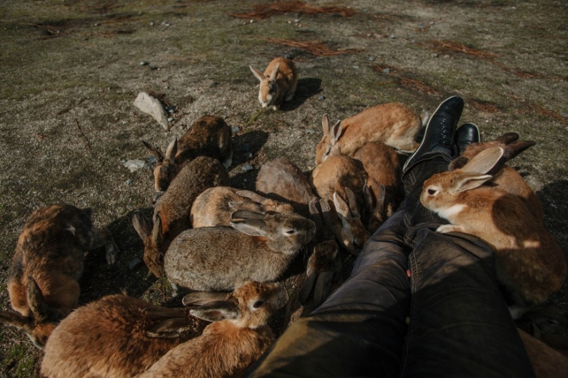 Todo Japón por mil dólares: instrucciones de un viajero profesional