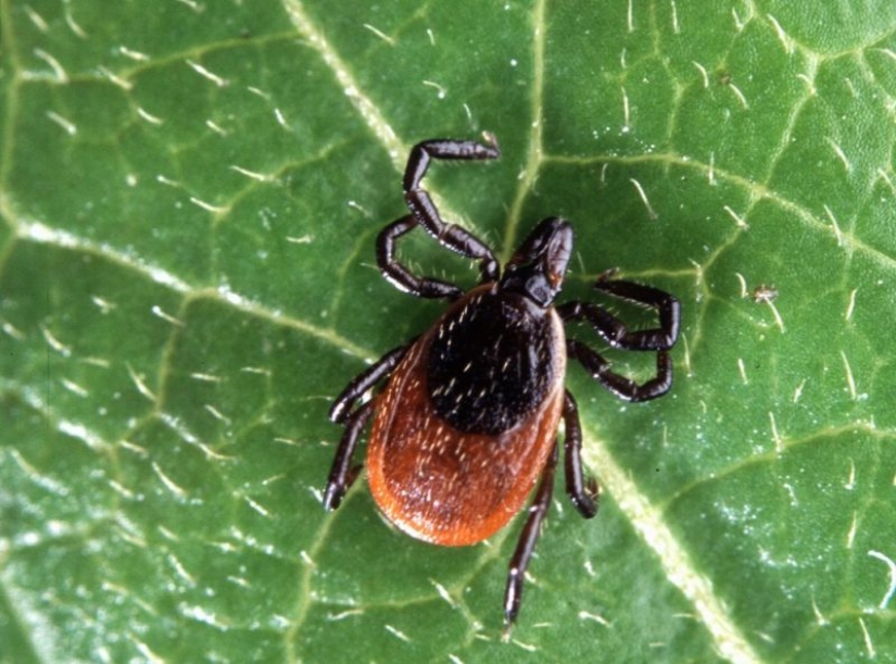 Todo lo que se metió debajo de la piel es útil: El Médico de Honor de Rusia amnistió las garrapatas