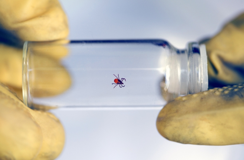 Todo lo que se metió debajo de la piel es útil: El Médico de Honor de Rusia amnistió las garrapatas