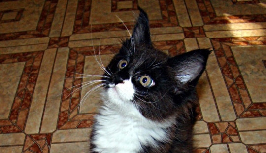 Tomaron un pequeño gatito Maine Coon, ¡mira en qué se convirtió en un año!