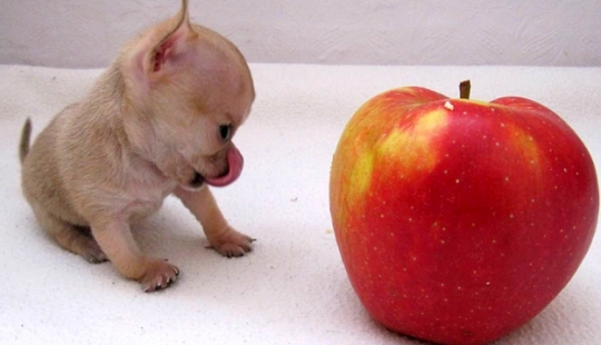 ¿Toody es el perro más pequeño del mundo? ¿Toody es el perro más pequeño del mundo?