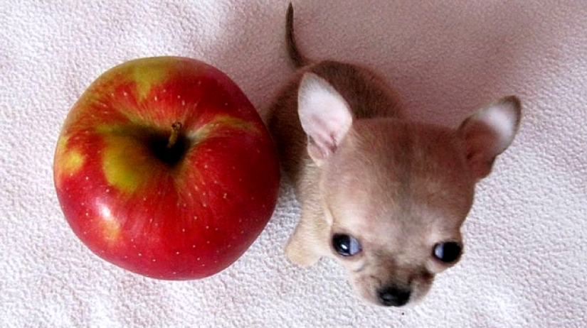 Toody is the smallest dog in the world? Toody is the smallest dog in the world?