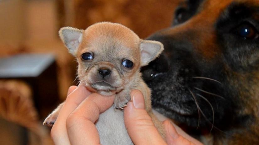 Toody is the smallest dog in the world? Toody is the smallest dog in the world?