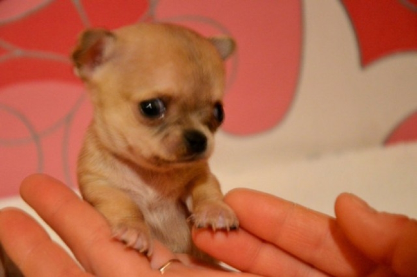 Toody is the smallest dog in the world? Toody is the smallest dog in the world?
