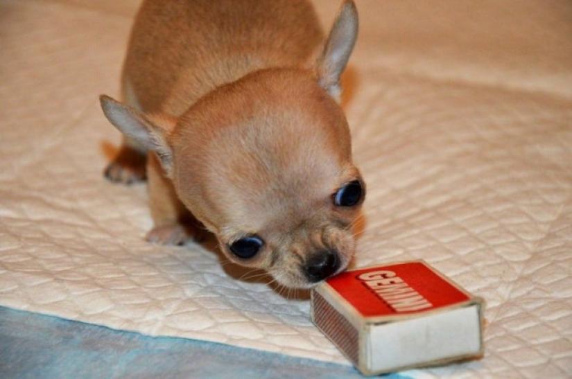 Toody is the smallest dog in the world? Toody is the smallest dog in the world?