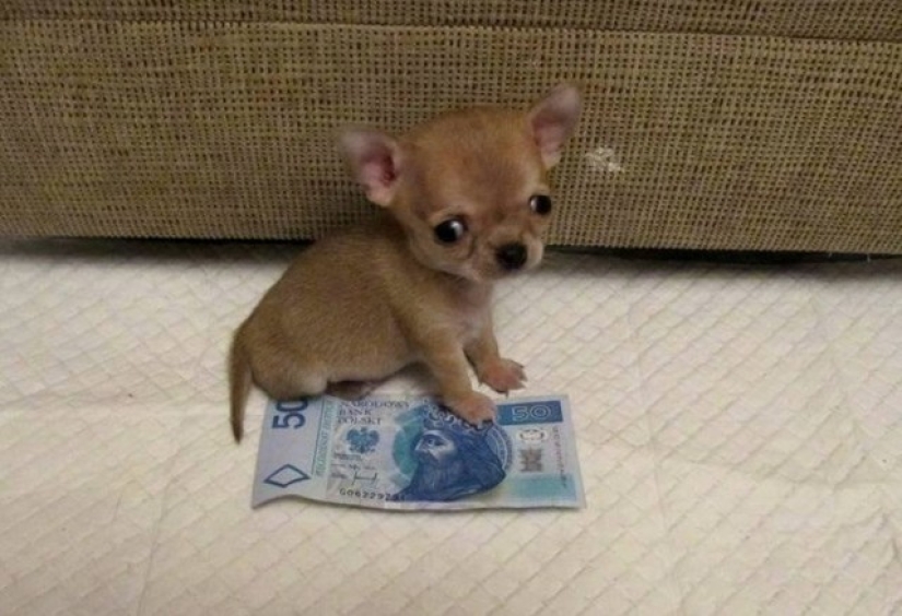 Toody is the smallest dog in the world? Toody is the smallest dog in the world?