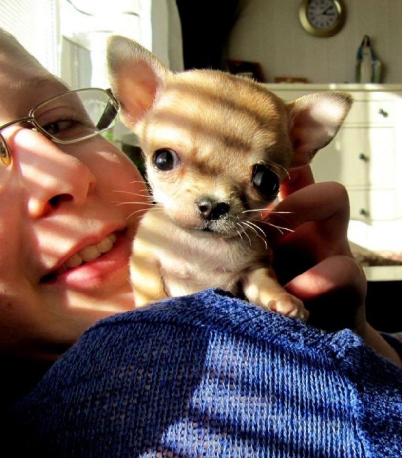 Toody is the smallest dog in the world? Toody is the smallest dog in the world?