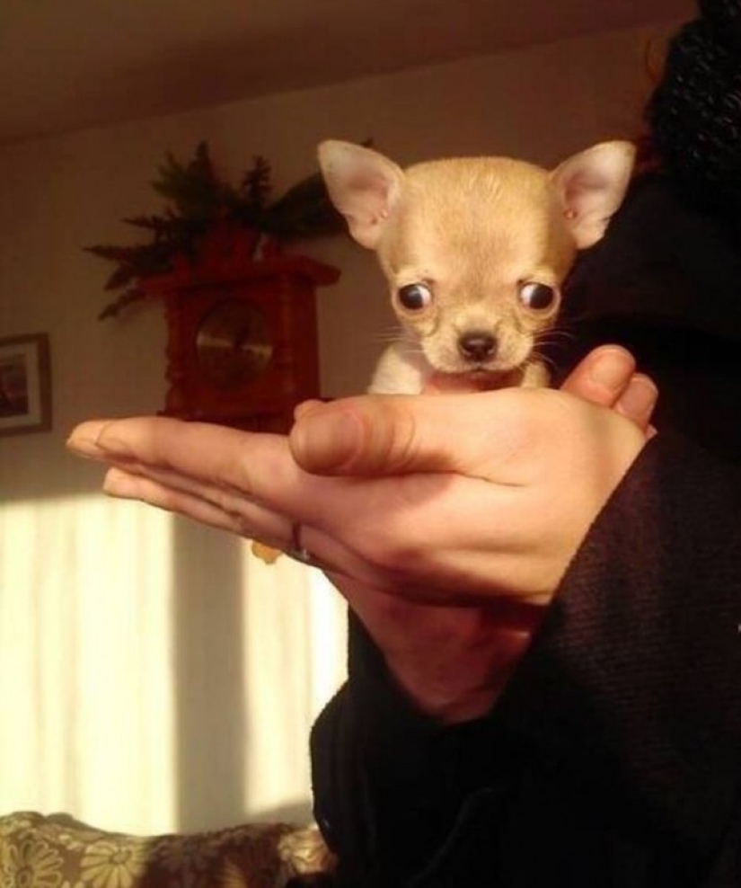 Toody is the smallest dog in the world? Toody is the smallest dog in the world?