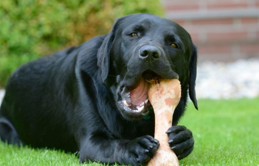 top 10 animales mas inteligentes