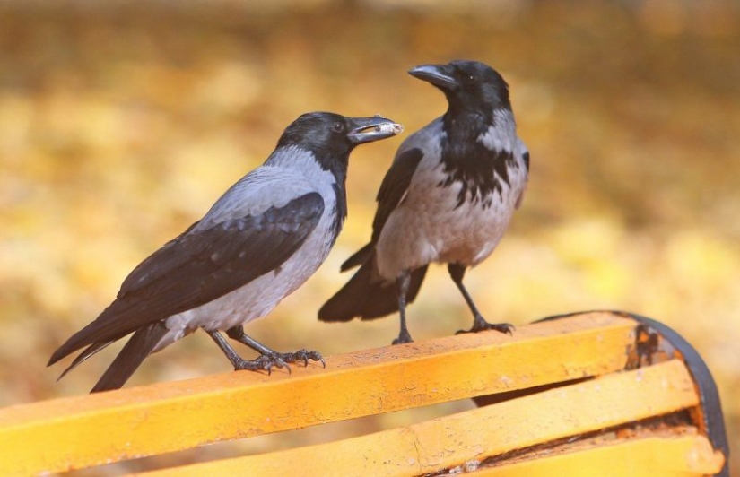 top 10 animales mas inteligentes