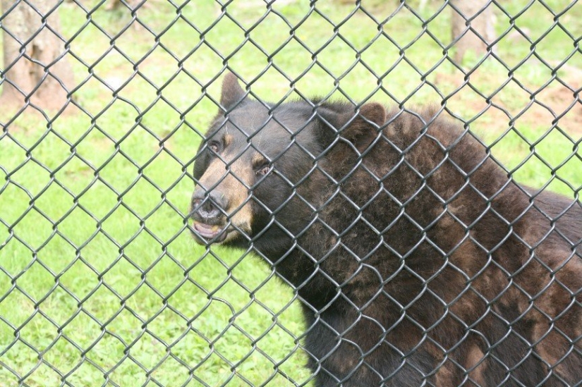 Top 10 casos trágicos con mascotas exóticas